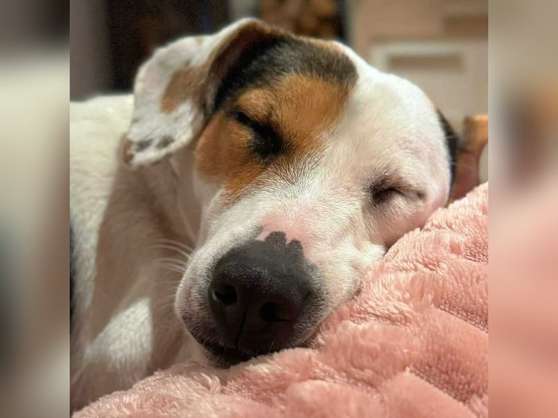 Tequila- eine Anfängerhündin