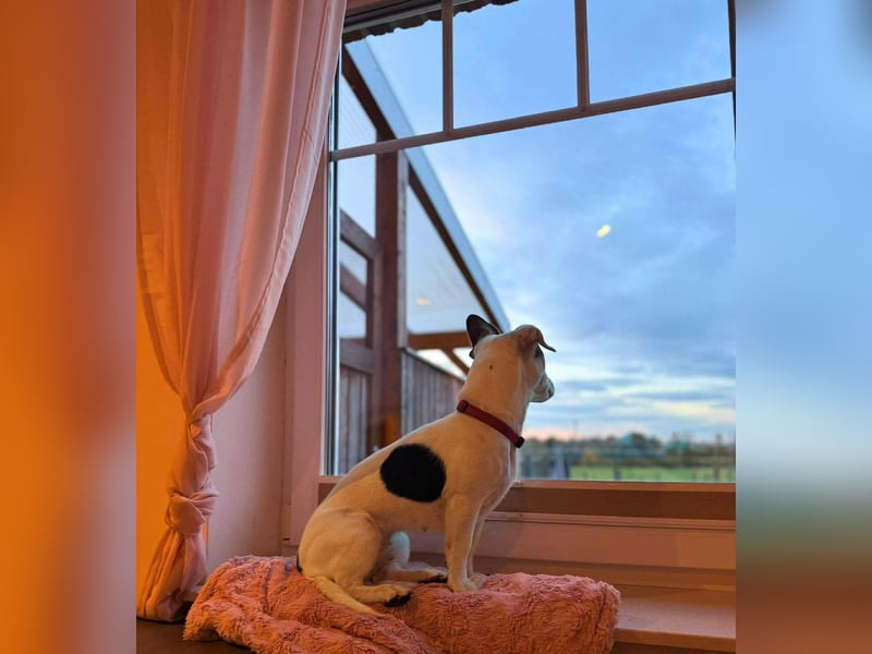 Tequila- eine Anfängerhündin