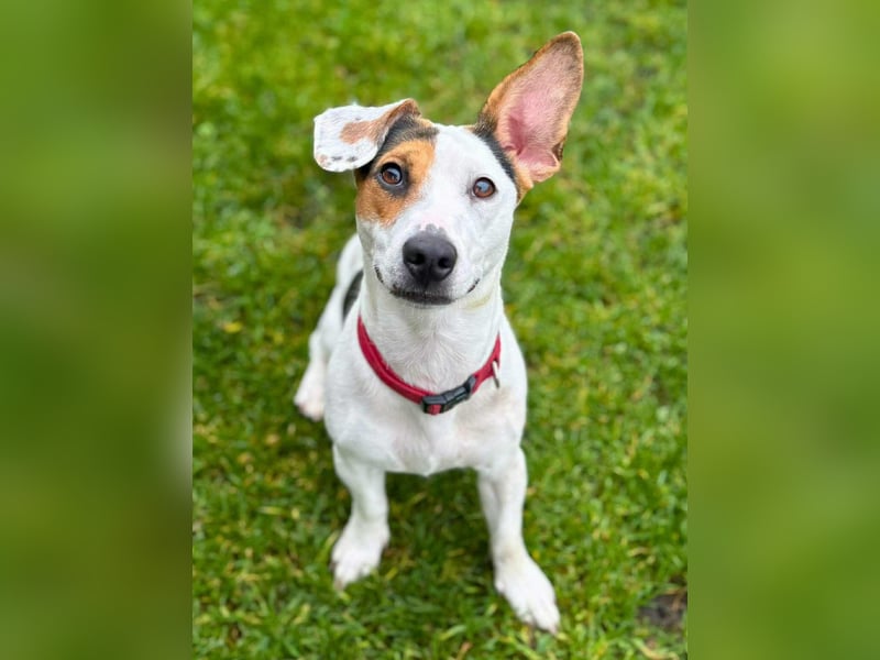 Tequila- eine Anfängerhündin