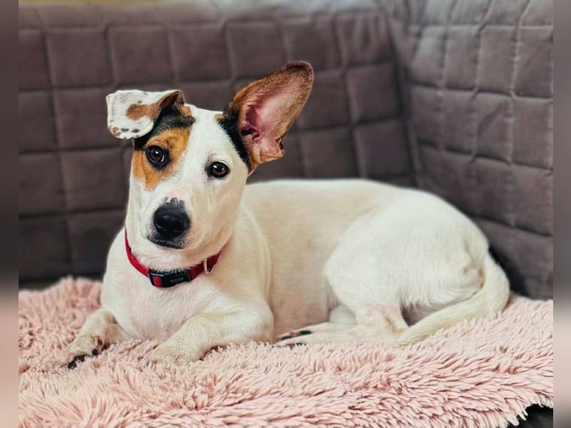 Tequila- eine Anfängerhündin