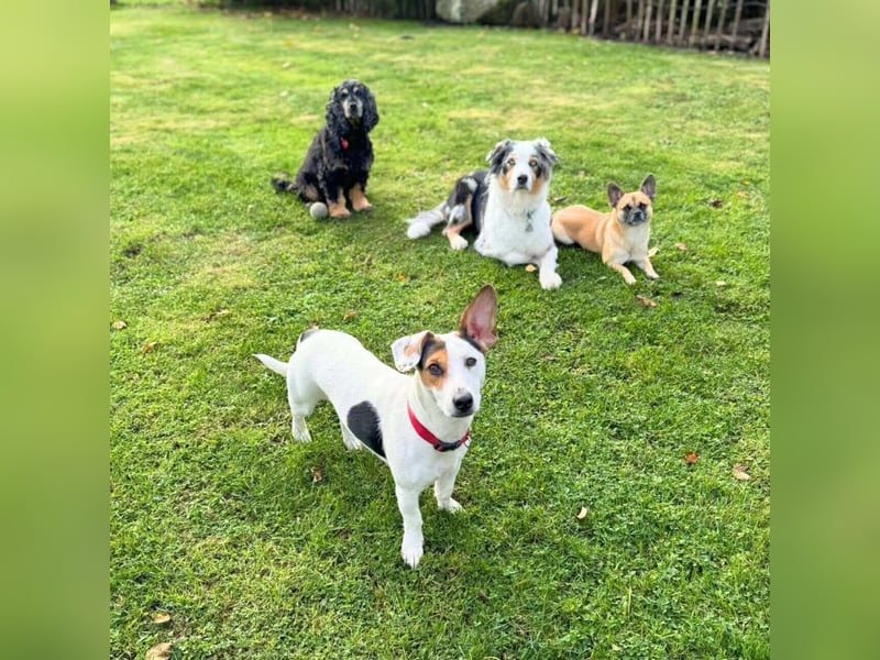 Tequila- eine Anfängerhündin