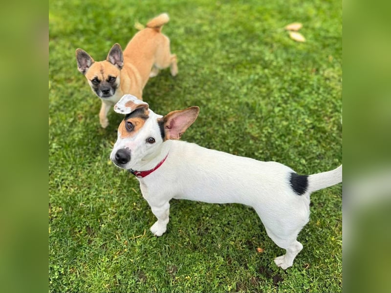 Tequila- eine Anfängerhündin