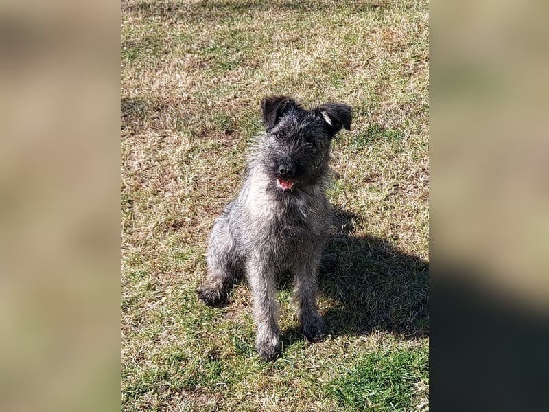 Terrier mix Hündin 38 cm 8 mon.