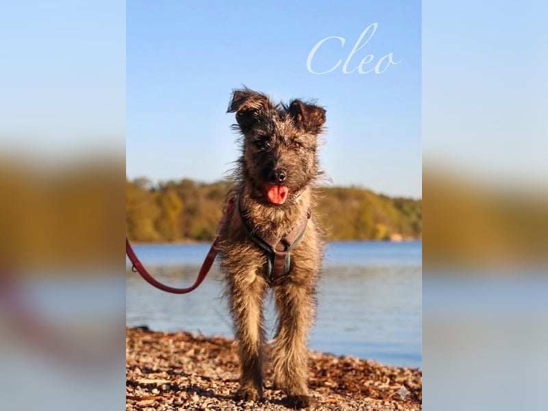 Terrier mix Hündin 38 cm 8 mon.
