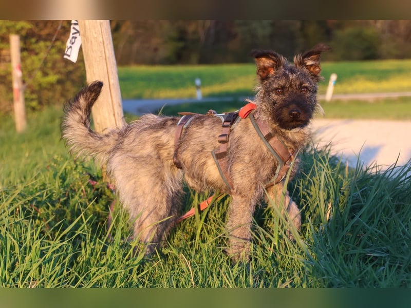 Terrier mix Hündin 38 cm 8 mon.