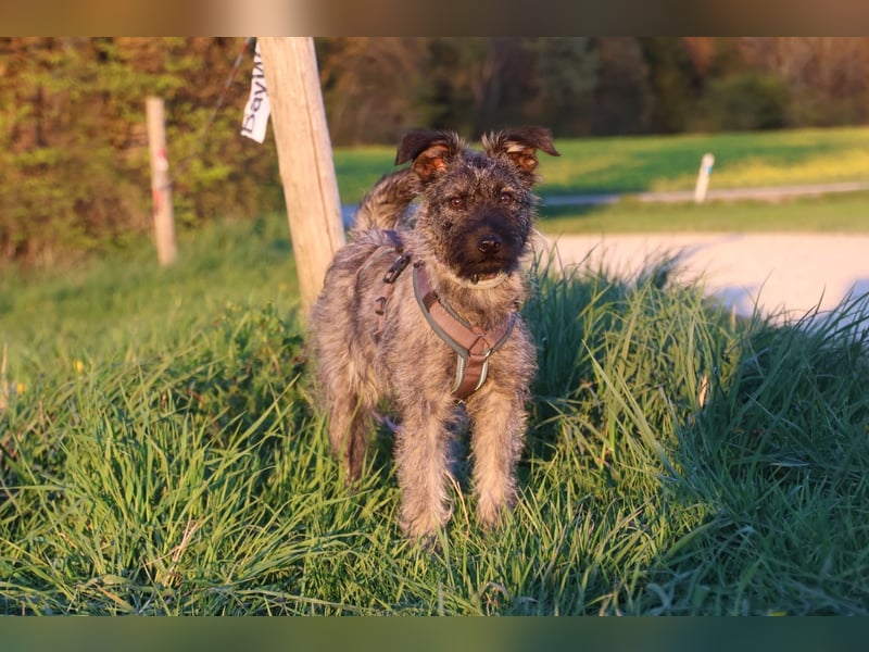 Terrier mix Hündin 38 cm 8 mon.