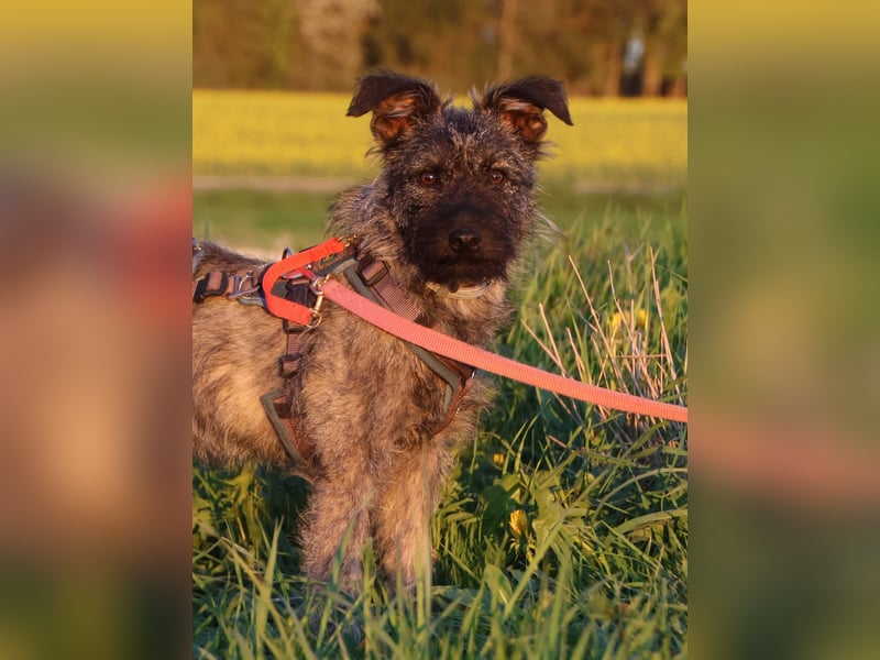 Terrier mix Hündin 38 cm 8 mon.