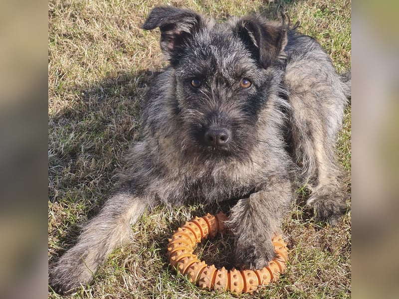 Terrier mix Hündin 38 cm 8 mon.