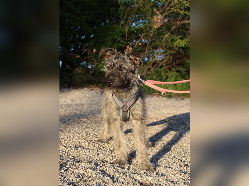 Terrier mix Hündin 38 cm 8 mon.