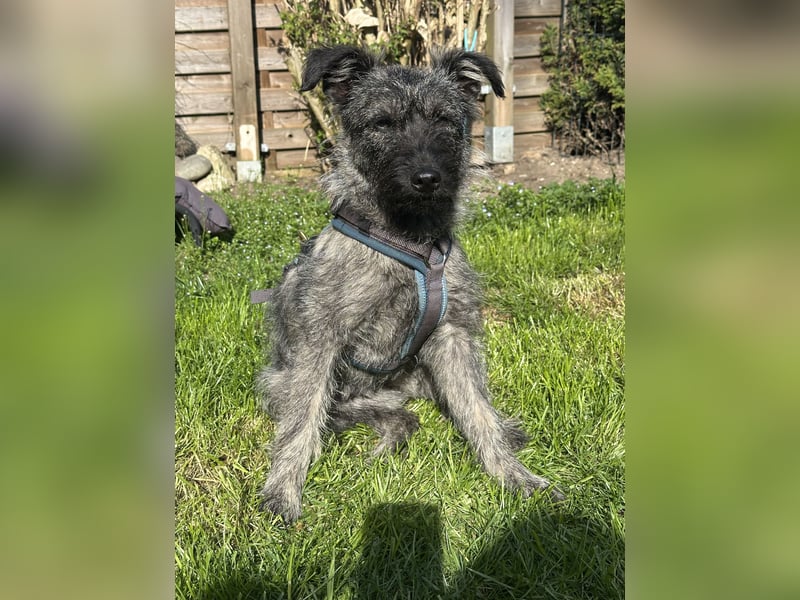 Terrier mix Hündin 38 cm 8 mon.