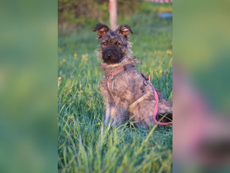 Terrier mix Hündin 38 cm 8 mon.