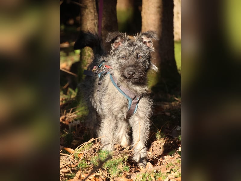 Terrier mix Hündin 38 cm 8 mon.