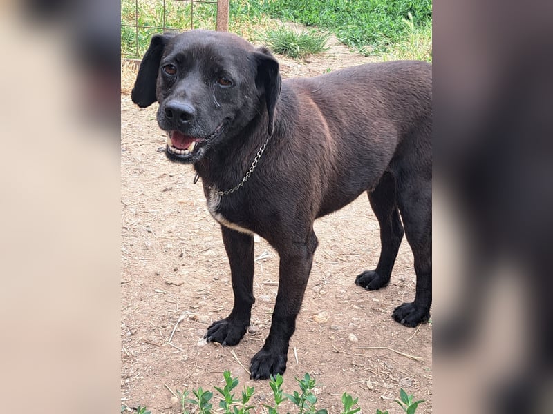 Indy ( * 07 / 2018) sucht ihre Menschen