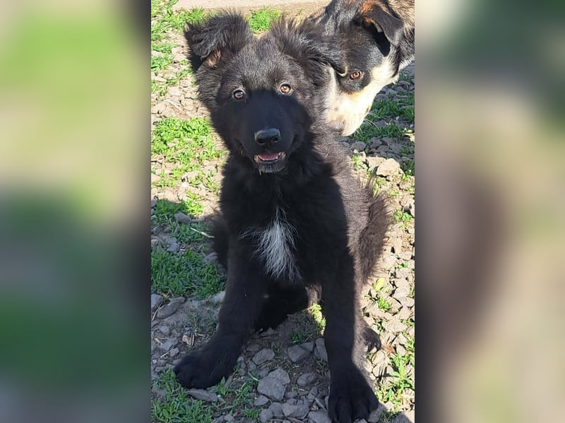 Kleiner Semir sucht seine Menschen