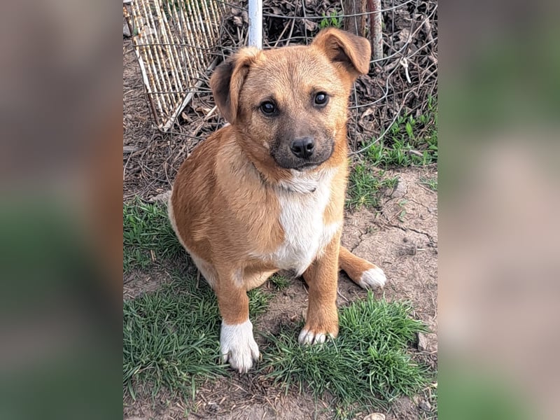 Kleiner Mango ( * 08/2025 ) sucht seine Familie