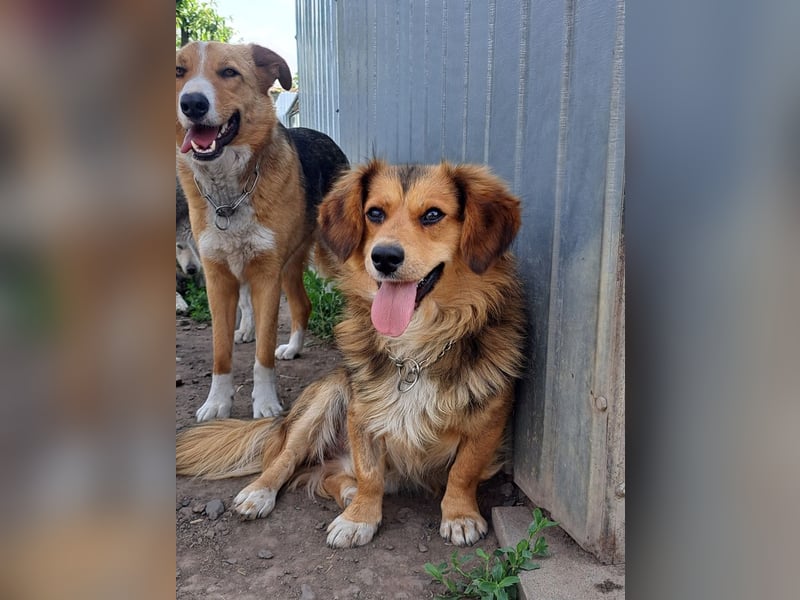 Kleiner Teddy (*07/2024 ) sucht seine Familie