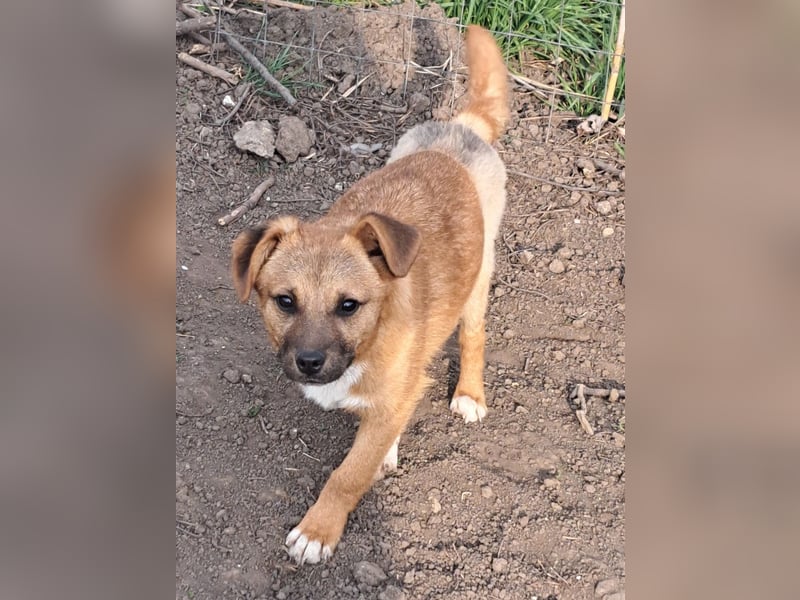 Kleiner Mango ( * 08/2025 ) sucht seine Familie