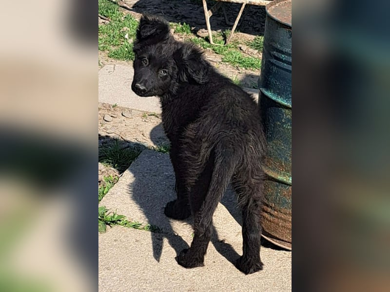 Kleiner Semir sucht seine Menschen