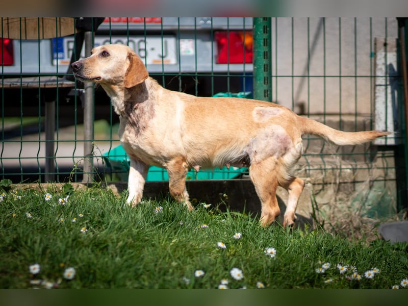 Freundliche J.J ( * 02 / 2023 ) sucht ihre Familie