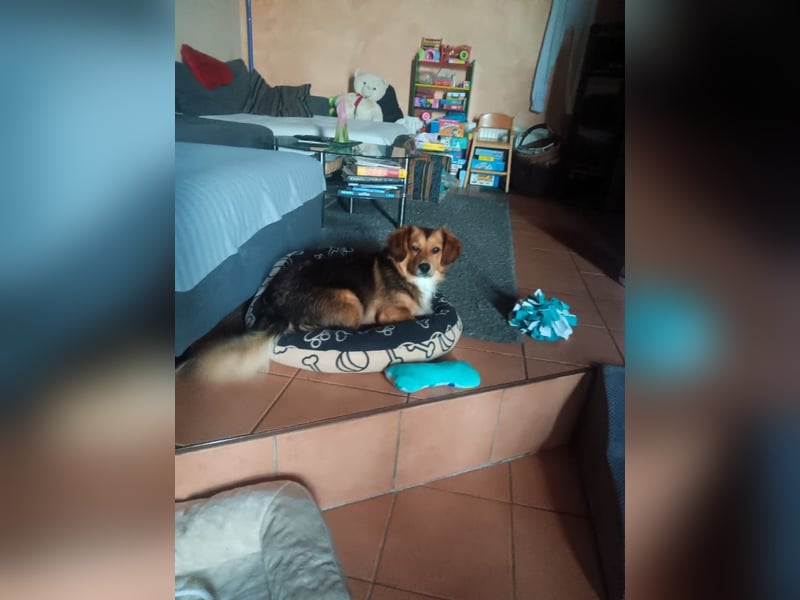 Kleiner Teddy ( * 07 / 2024 ) sucht dringend neues Zuhause