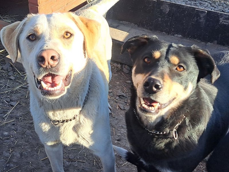 Süßer Latte ( * 12.2024 ) sucht seine Menschen