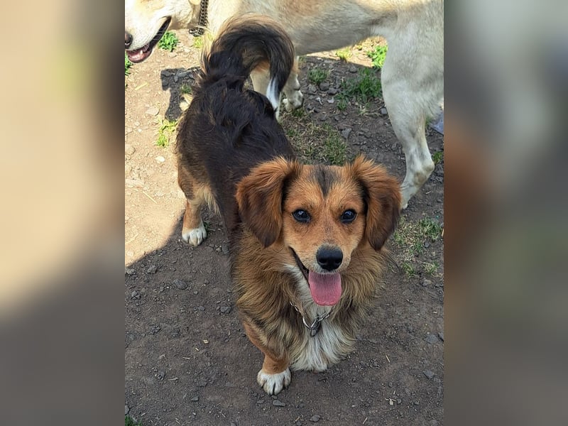 Kleiner Teddy (*07/2024 ) sucht seine Familie