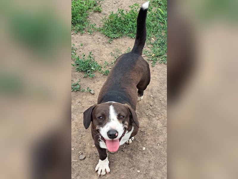 Mylo ( * 05/2024 ) sucht seine Menschen