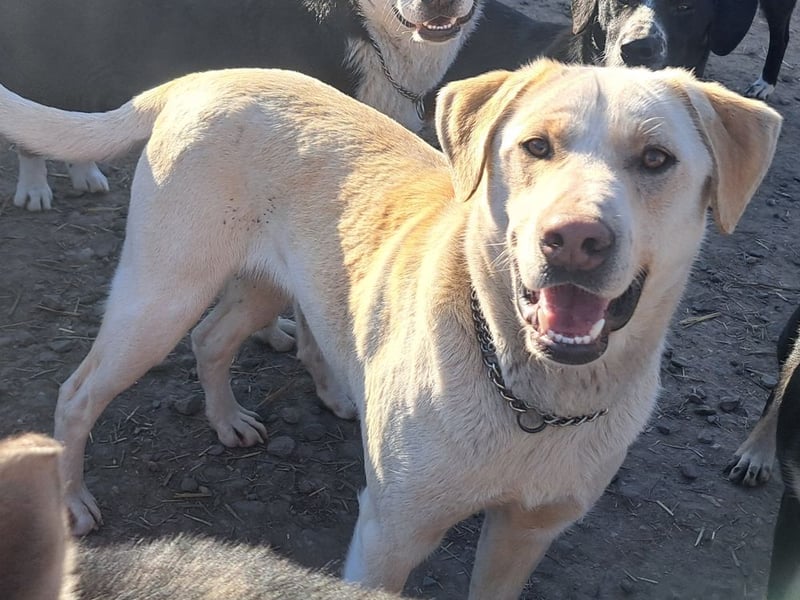 Süßer Latte ( * 12.2024 ) sucht seine Menschen