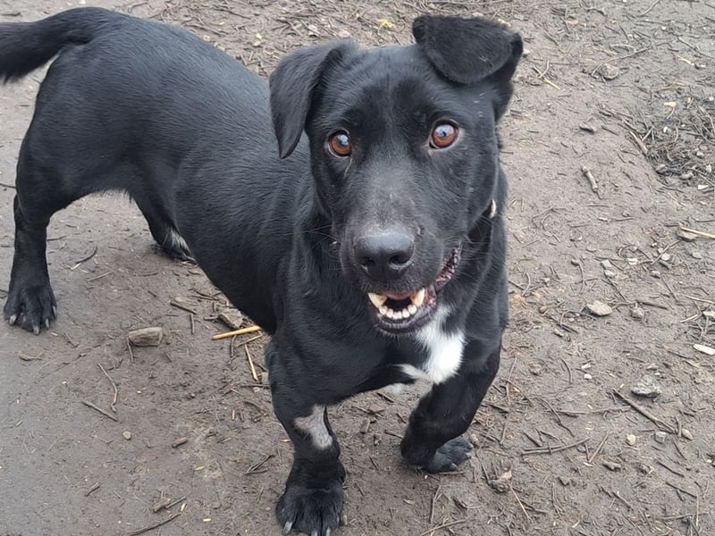 Kleiner Elvis ( * 04 / 2021 ) sucht seine Menschen