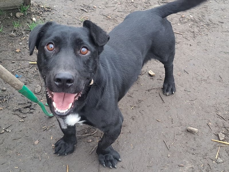 Kleiner Elvis ( * 04 / 2021 ) sucht seine Menschen