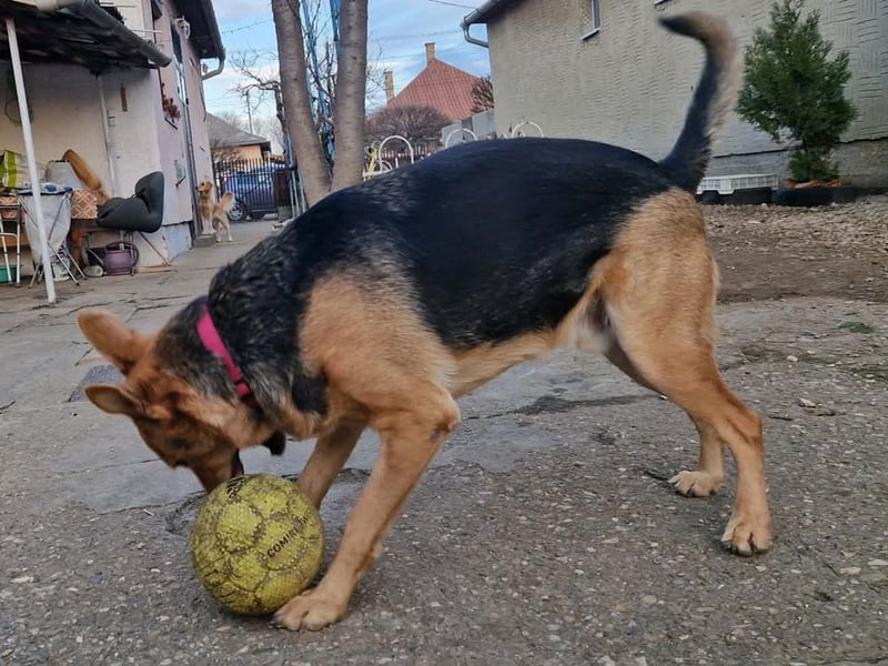 Kleiner Jesse ( * 06/2019 ) sucht seine Menschen