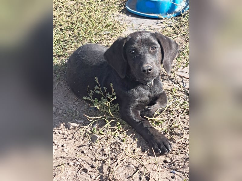 Kleiner Norman ( * 06/2026 ) sucht seine Familie