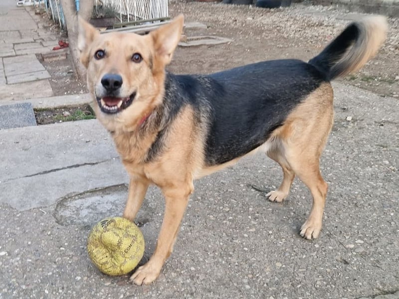 Kleiner Jesse ( * 06/2019 ) sucht seine Menschen