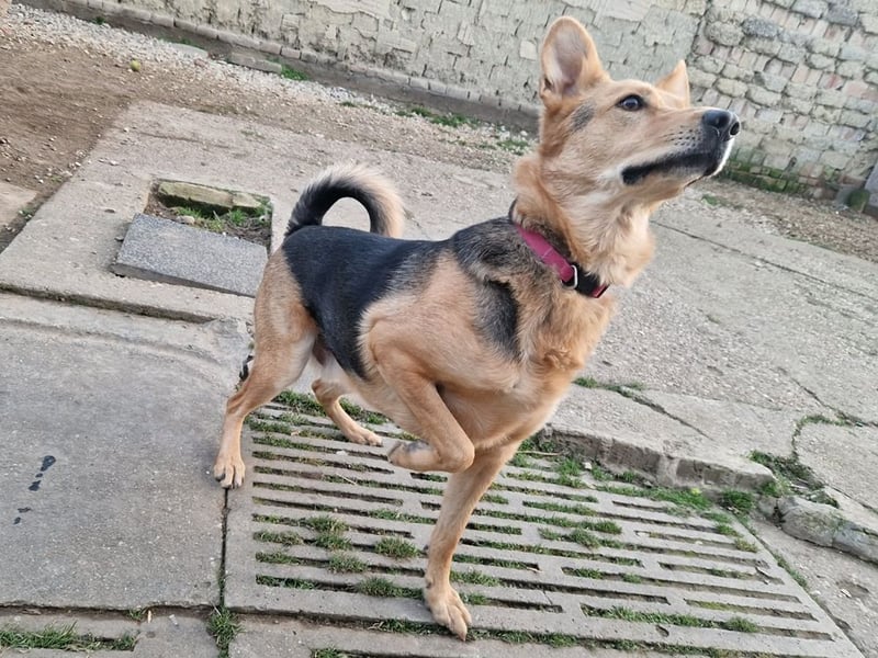 Kleiner Jesse ( * 06/2019 ) sucht seine Menschen