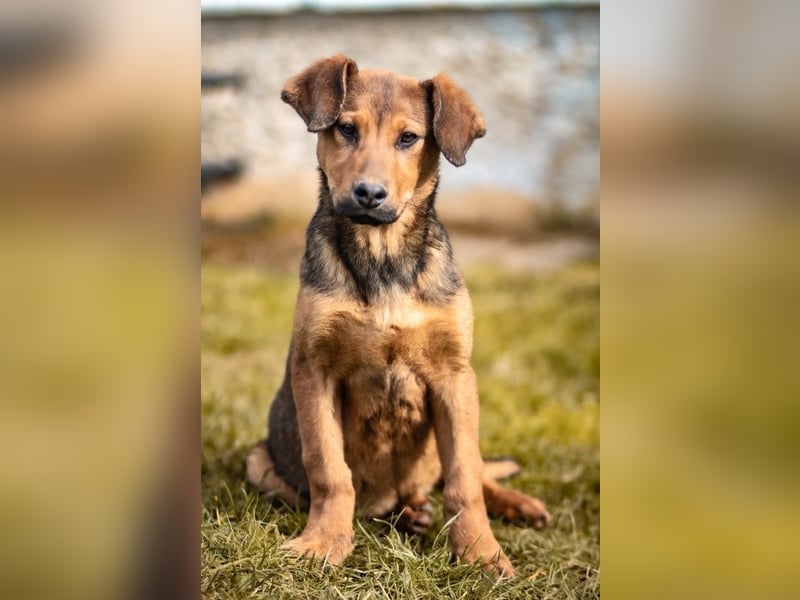 Kleiner Jinn ( * 08/2025 ) sucht seine Familie