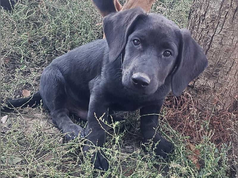 Kleiner Norman ( * 06/2026 ) sucht seine Familie