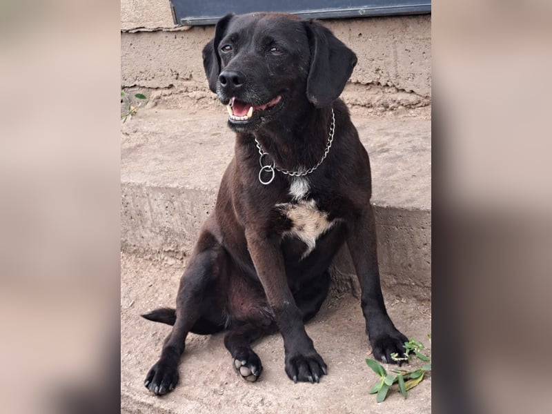 Indy ( * 07 / 2018) sucht ihre Menschen