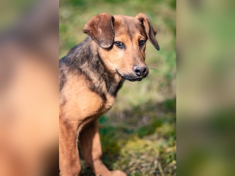 Kleiner Jinn ( * 08/2025 ) sucht seine Familie