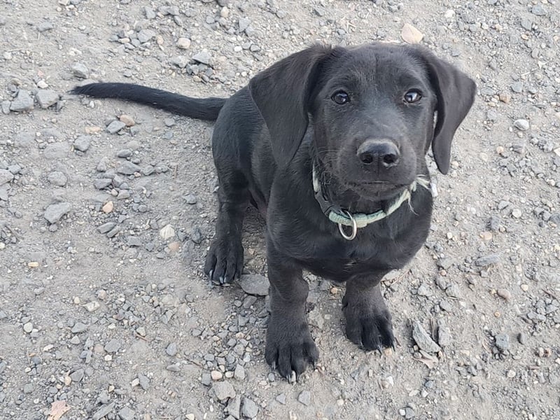 Kleiner Norman ( * 06/2026 ) sucht seine Familie