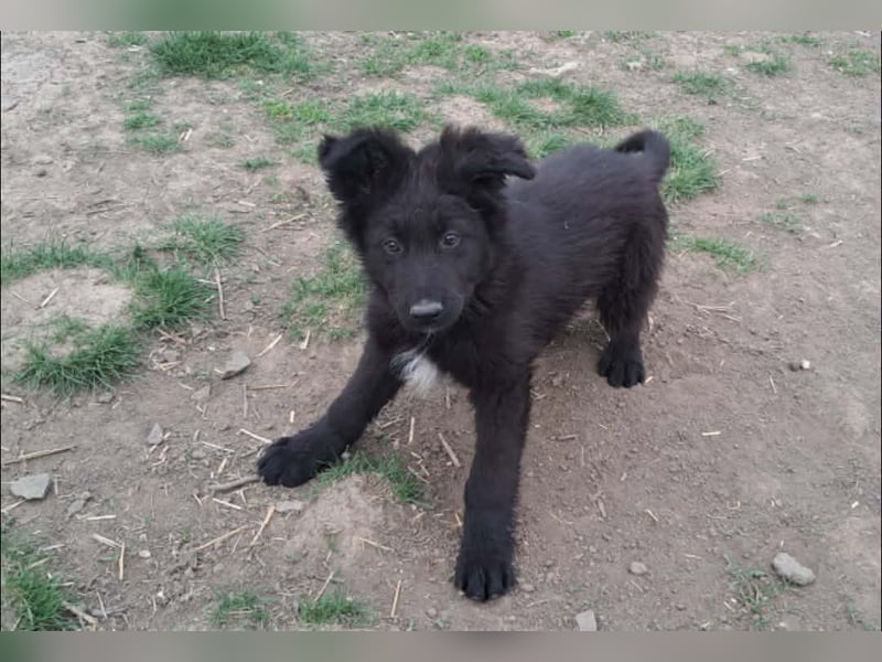 Kleiner Semir sucht seine Menschen