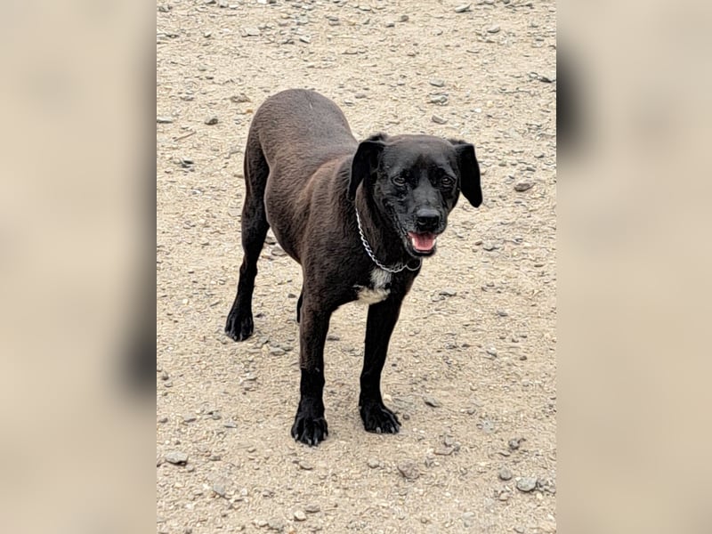 Indy ( * 07 / 2018) sucht ihre Menschen