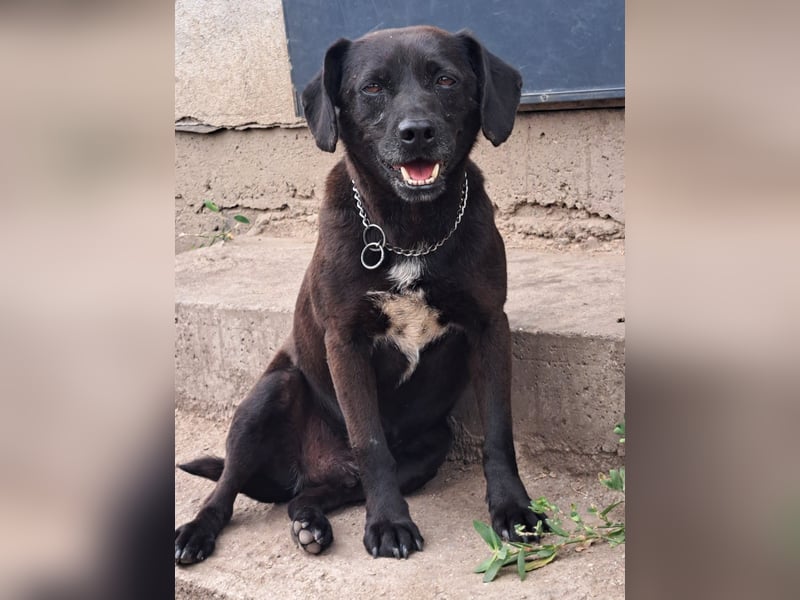 Indy ( * 07 / 2018) sucht ihre Menschen