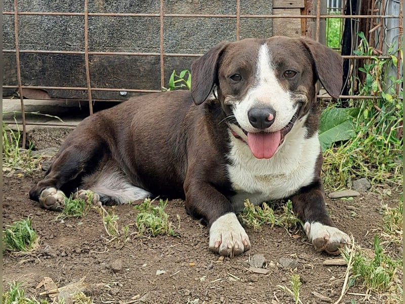Mylo ( * 05/2024 ) sucht seine Menschen