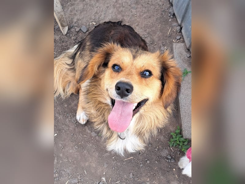 Kleiner Teddy (*07/2024 ) sucht seine Familie