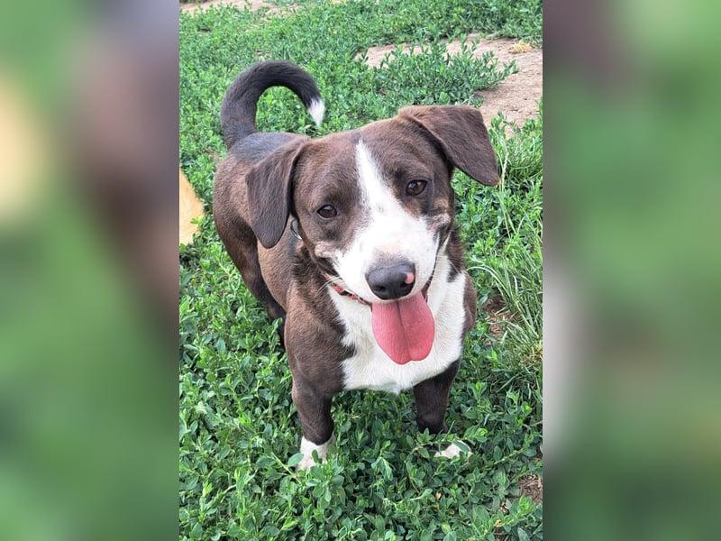 Mylo ( * 05/2024 ) sucht seine Menschen