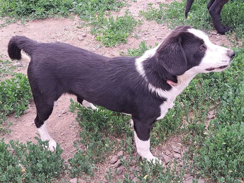 Kleine Polly ( * 11/2025 ) sucht ihre Menschen