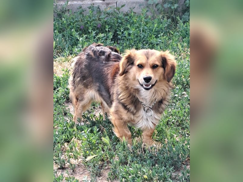 Kleiner Teddy (*07/2024 ) sucht seine Familie