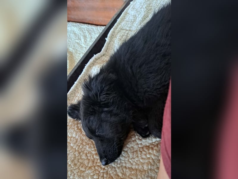 Kleiner Semir sucht seine Menschen