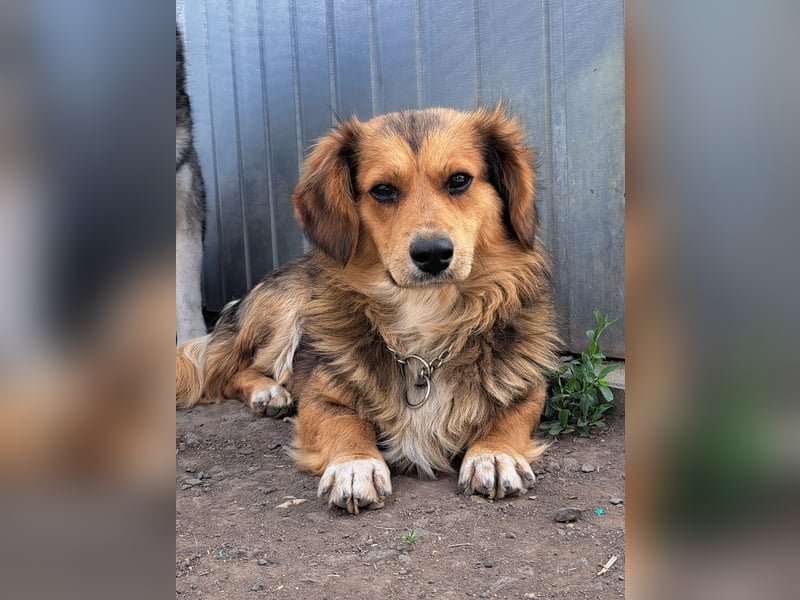 Kleiner Teddy (*07/2024 ) sucht seine Familie