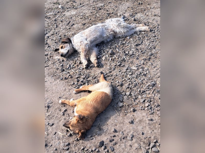 Kleiner Mango ( * 08/2025 ) sucht seine Familie